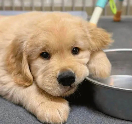 Filhote Golden Retriever, Os filhotinhos mais amorosos e brincalhões esperam por você!