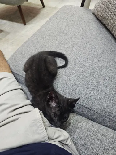 Gatinho para adoção
