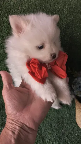Spitz alemão macho e fêmea entrega hoje