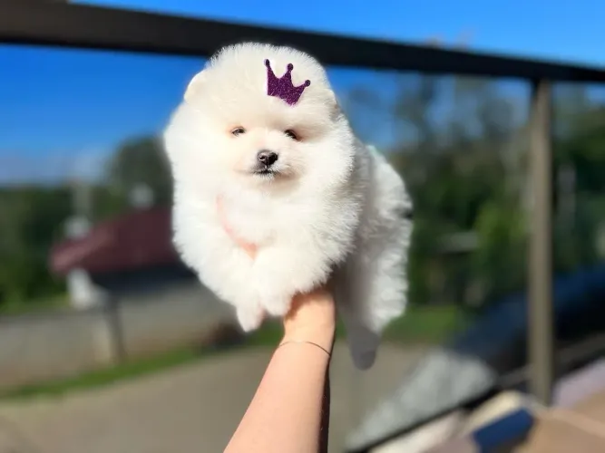 Lulu da Pomerânia ursinho 
