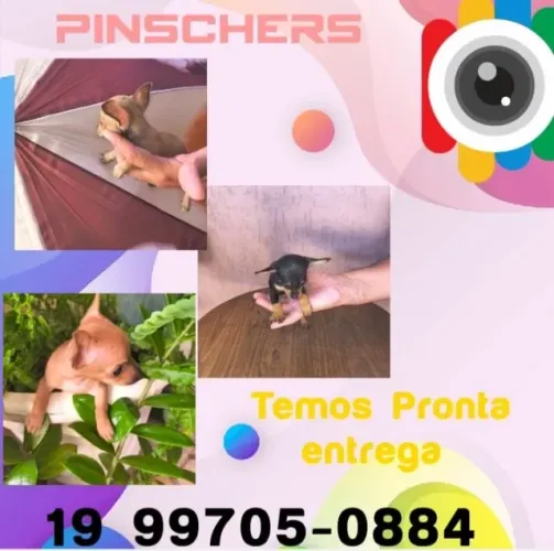 Filhote de Pinscher mini criado com muito cuidado