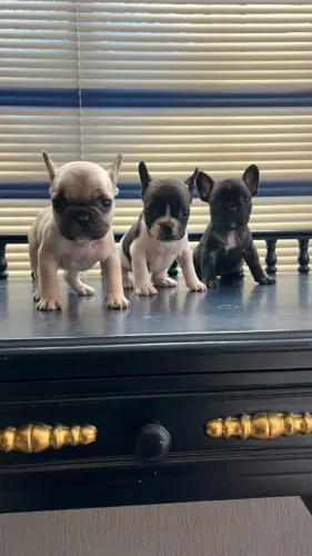 Buldogue francês