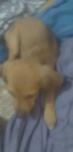 Tô vendendo r$ 70 filhote cheia de pinscher misturado com Cofap fêmea 991 37-0090