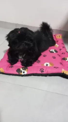 Cachorrinha shih Tzu