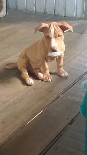 Filhote de Pitbull femia