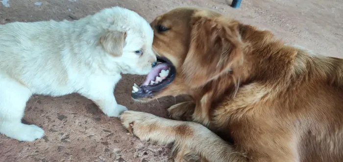 Golden Chow 