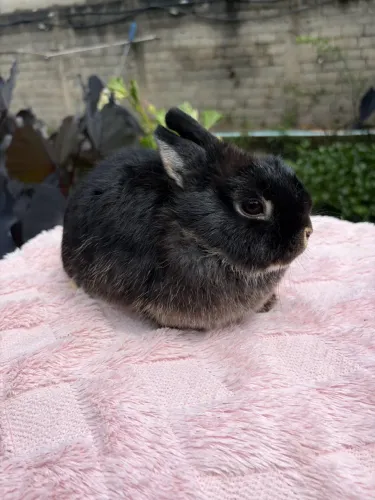 Coelhas Netherland Dwarf - 4 meses