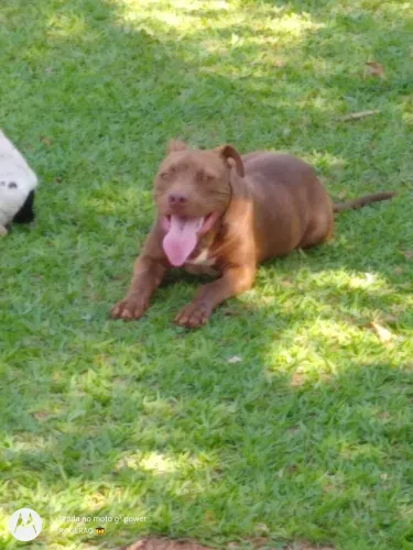 Cachorro 