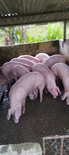 Vende-se porcos com media de 60kg