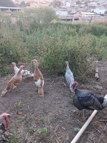 Venda de aves