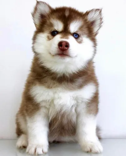 Cãozinho Husky Siberiano de linhagem selecionada e docil