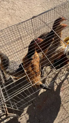 Vendo Galinhas Caipira