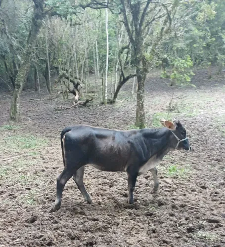 Novilhas cruzadas