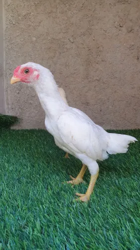Frangos de ko-shamo.