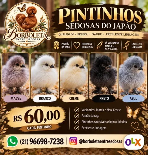 Pintinhos de Sedosa do Japão