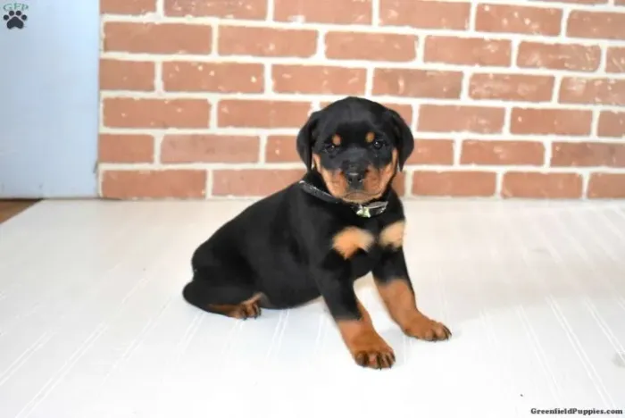 Rottweiler protetor - filhote top