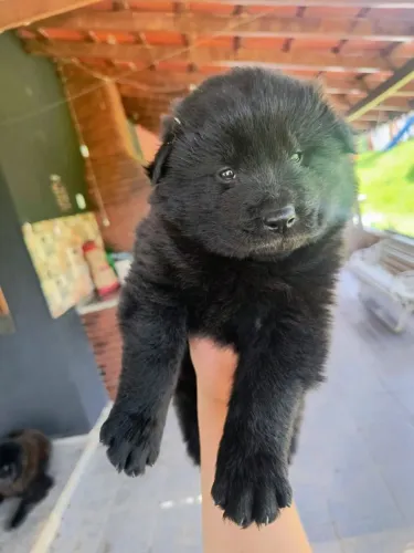 Filhote Chow-Chow, A felicidade começa com quatro patas e muito amor!