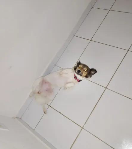 Adoção responsável