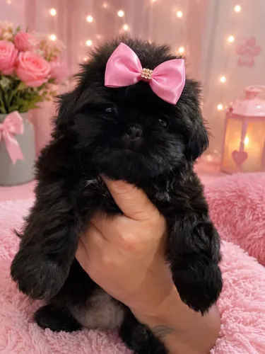 Shitzu fêmeas mini ( SÃO BLACK)
