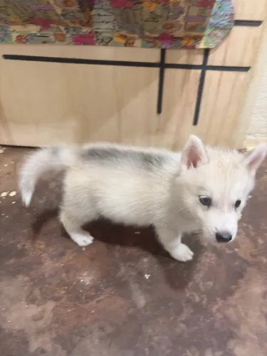 Filhote de Husky Siberiano