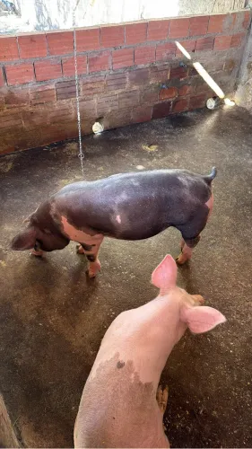 Leitão à venda vivo ou abatido 