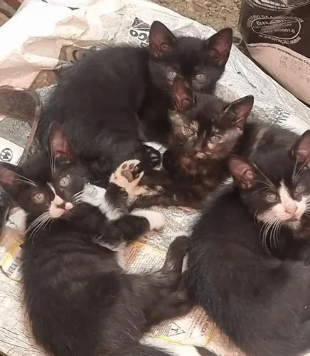 Gatinho pra doação
