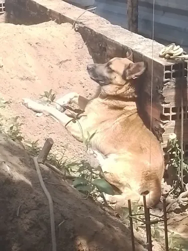Doação de Pastor Alemão Malinois
