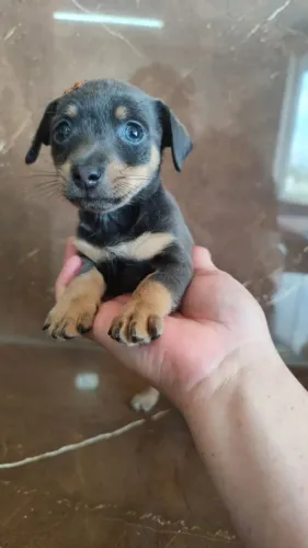 Pinscher machos cinzas n 1