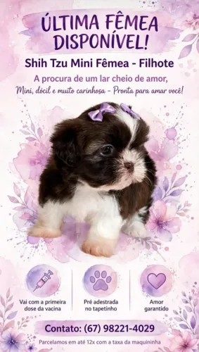 Shitzu fêmea mini pura 