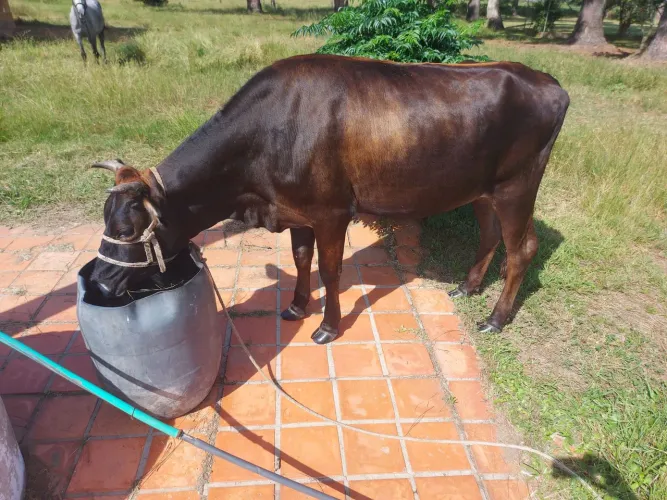 Novilha Mansa