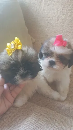 Filhote de shihtzu