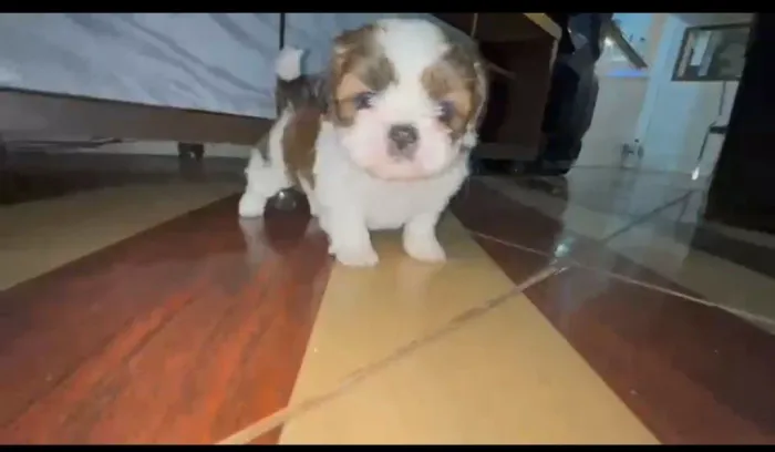 Mini Shitzu lindo .