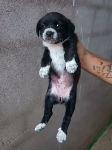 Cachorrinhos para doação 