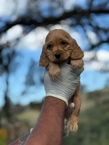 Cocker Spaniel Inglês | Filhotes adoráveis para sua vida¿