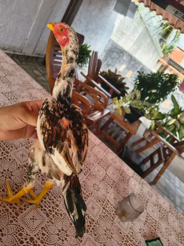 Franguinho
