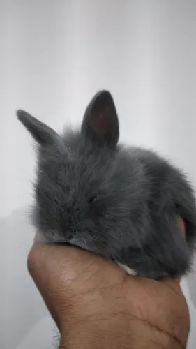 Filhotes de mini coelhos
