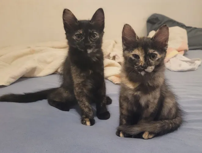 Lindos gatinhos de dois meses e meio 
