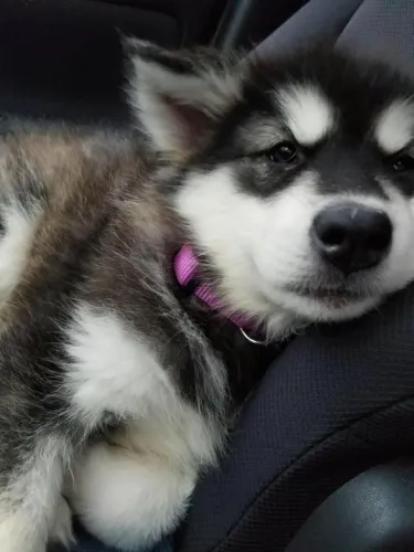 Husky siberiano Uma escolha que faz a diferença