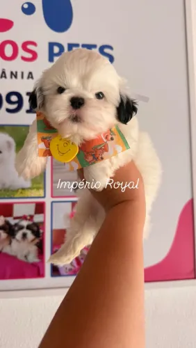 Shihtzu Machinho Branquinho em até 10 x 120