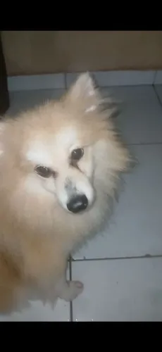 Vendo Spitz alemão
