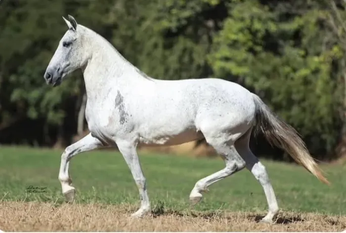 Égua Mangalarga Marchador - Fábula matriz