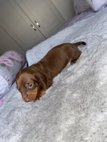 Teckel Mini Filhotes - Muito Carinho em Forma de Cachorro!