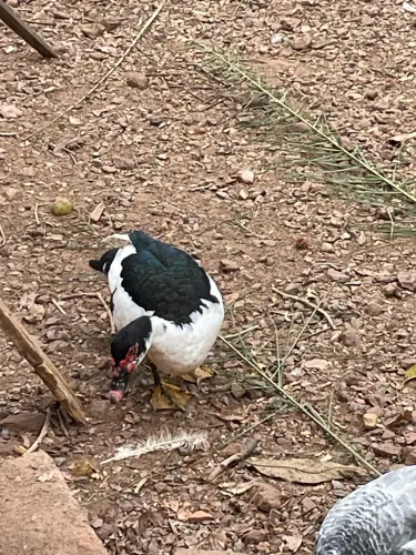 Vendo Patos (Somente Macho)