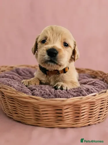 Filhote de cachorro Golden Retriever temperamento doce e amigável