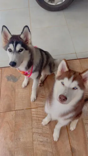 Husky Siberiano - Pedigree