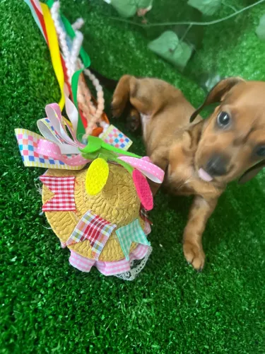 Filhote de salsicha macho e fêmea 