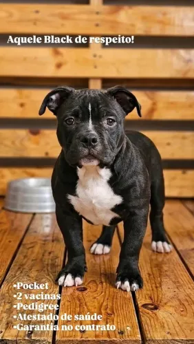 AMERICAN BULLY POCKET 