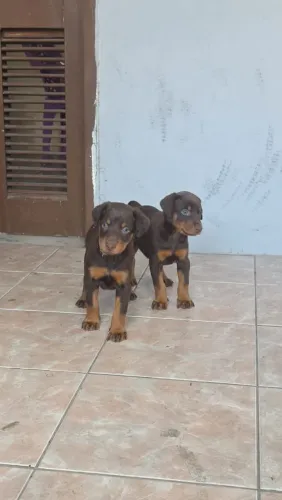 Doberman puro femea