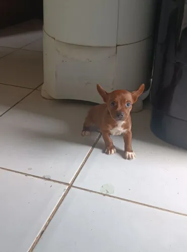 filhote de pinscher
