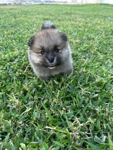 Spitz alemão 